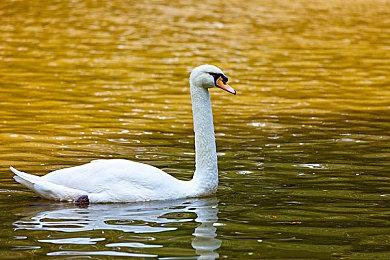 国外美女主播单手1级击杀《艾尔登法环》女武神