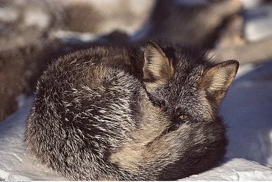 《DOTA2》Nigma战队拉到新赞助 联想中东成合作伙伴